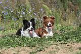 BORDER COLLIE 330
